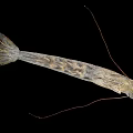Aquatic Animal Shrimp With Long Antennae Multiple Legs Grayish Brown Spotted Body On Black Background