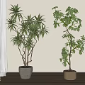 Indoor Bonsai Potted Plants with Gray Concrete Pot Brown Woven Basket White Wall Wooden Floor