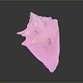 Colorful Spiky Conch Shell With Yellow White Hue On Dark Background