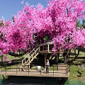 Park Landscape Featuring Pink Cherry Blossom Tree Treehouse Water Area Grassland and Blue Sky
