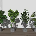 Indoor Potted Green Plants With Lush Leaves In Gray Concrete Pots For Modern Home Decor