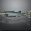 Realistic Turquoise and White Fish with Shiny Fins Tail on Reflective Surface