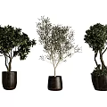 Decorative Bonsai Potted Plants With Black Pots And Various Tree Shapes For Home Decoration