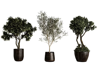 Decorative Bonsai Potted Plants With Black Pots And Various Tree Shapes For Home Decoration 3d model