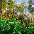 Vibrant Orange Flowering Bushes With Lush Green Leaves And Natural Garden Rocks