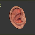 Detailed Human Ear Anatomy Model With Realistic Structure And Texture 3d model
