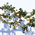 arbor pear tree sydney courtyard fruit tree pear branch landscape tree 3d model