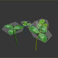 Fresh Green Clover Plants With Shiny Leaves And Slender Stems On Dark Background