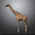 Realistic Giraffe Model With Brown Spots And Long Neck Standing On Gray Background