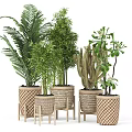 Bonsai Potted Plants In Woven Planters With Wooden Stands And Various Patterns