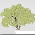 Single Lush Arbor With Thick Trunk Green Leaves And Dense Canopy On Gray Background