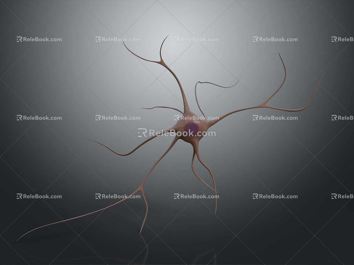 Neurons Nerve cells Nerve endings Human nerves 3d model