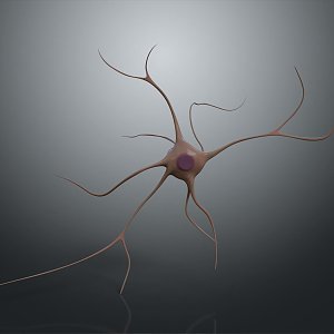 Neurons Nerve cells Nerve endings Human nerves 3d model