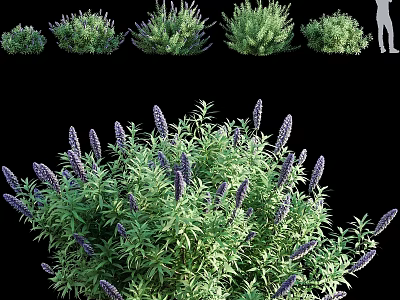 Lush Decorative Garden Shrubs with Purple Flowers Green Leaves and Various Sizes 3d model