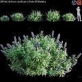 Lush Decorative Garden Shrubs with Purple Flowers Green Leaves and Various Sizes