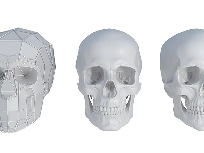 High Precision Medical Anatomical Skull Models with Different Detail Levels for Educational Use 3d model