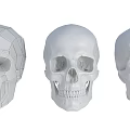 High Precision Medical Anatomical Skull Models with Different Detail Levels for Educational Use