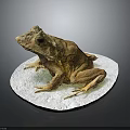 Brown Frog Sitting on White Circular Platform Against Dark Background