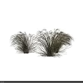 Clumping Ornamental Grass Plants With Natural Shape Soft Shadows On White Background