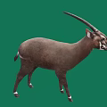 Brown Antelope With Long Horns And White Feet Standing On Green Background
