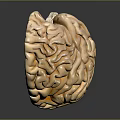 3D Medical Brain Anatomical Model Showing Cerebrum Cerebellum And Brainstem Structures