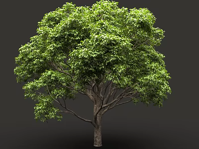 Lush Green Arbor With Dense Foliage And Strong Trunk Against Dark Background 3d model
