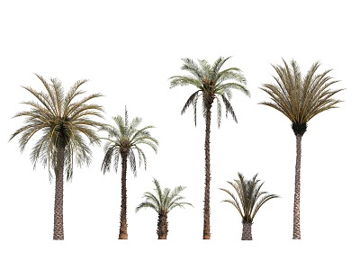 Palm Tree model