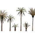 Palm Tree 3d model