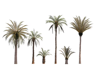 Lush Palm Trees with Various Heights and Green Fronds on White Background 3d model