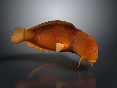 Vibrant Orange Aquatic Animal With Elongated Body And Yellow Fins On Gray Background 3d model