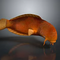Vibrant Orange Aquatic Animal With Elongated Body And Yellow Fins On Gray Background