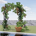 Green Vines Covered Garden Arbor with Purple Grapes Fruit Basket Near Stone Wall and Grass
