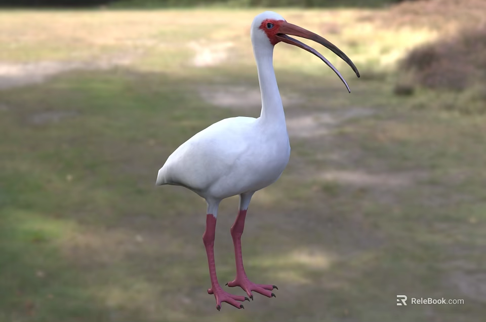White Flying Bird With Red Head Long Beak And Red Legs Standing On Grassland 3d model 