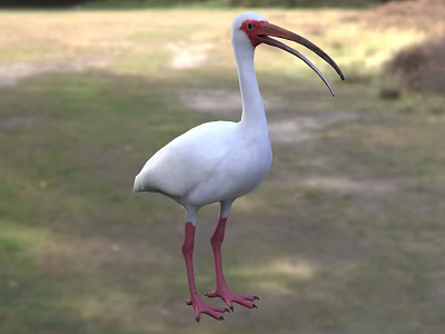 White Flying Bird With Red Head Long Beak And Red Legs Standing On Grassland 3d model