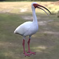 White Flying Bird With Red Head Long Beak And Red Legs Standing On Grassland