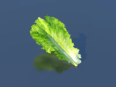 Fresh Vibrant Green Lettuce Leaf With Crisp Texture Visible Veins On Dark Background With Reflection 3d model