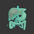 3D Rendered Human Organs Anatomical Model Showing Liver Stomach Intestines Structure And Vascular System