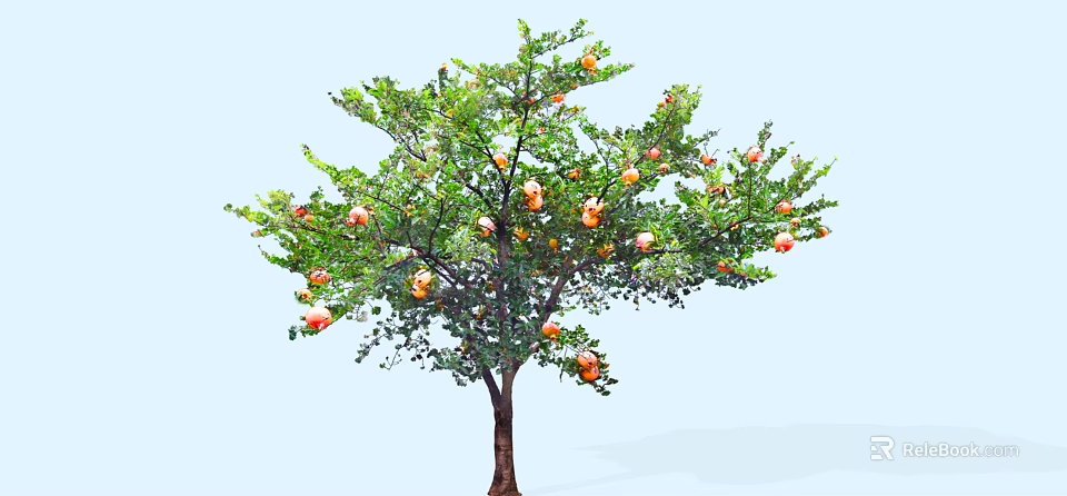 Healthy Pomegranate Tree With Lush Green Leaves And Ripe Orange Fruits 3d model 