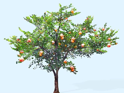 Healthy Pomegranate Tree With Lush Green Leaves And Ripe Orange Fruits 3d model