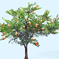 Healthy Pomegranate Tree With Lush Green Leaves And Ripe Orange Fruits