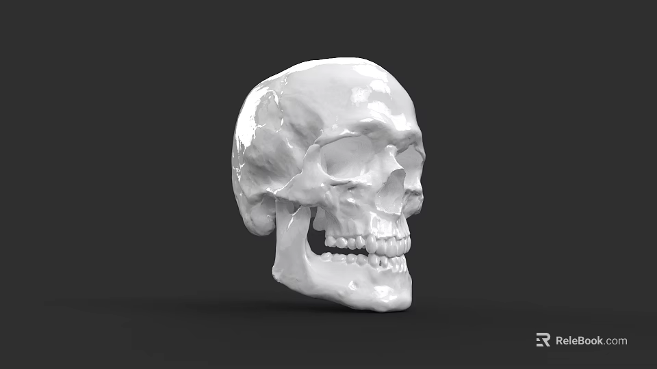 Detailed Human Skull Anatomical Model With White Surface And Dark Background 3d model 