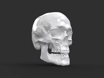 Detailed Human Skull Anatomical Model With White Surface And Dark Background 3d model