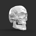Detailed Human Skull Anatomical Model With White Surface And Dark Background 3d model