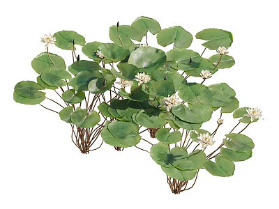 Aquatic Plants With Large Green Leaves And Small White Flowers 3d model
