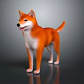Orange and white Shiba Inu standing on reflective surface with gray background