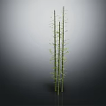Three Green Bamboo Plants with Slender Stems and Fresh Green Leaves Against Gradient Gray Background
