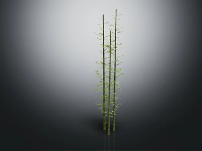 Three Green Bamboo Plants with Slender Stems and Fresh Green Leaves Against Gradient Gray Background 3d model