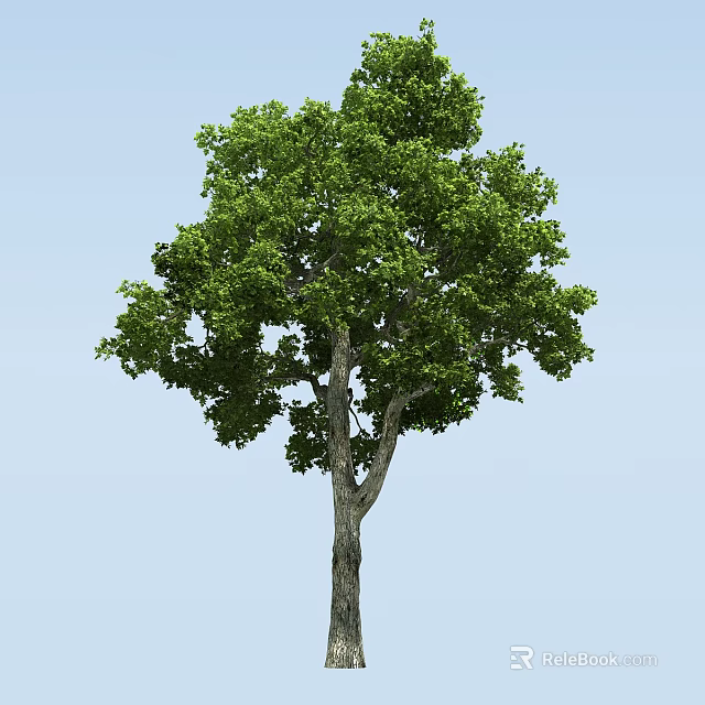 Tall Arbor With Lush Green Leaves And Strong Trunk Against Blue Sky 3d model 