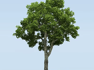Tall Arbor With Lush Green Leaves And Strong Trunk Against Blue Sky 3d model