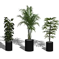 Three Green Potted Plants in Black Cylindrical Pots on White Background 3d model